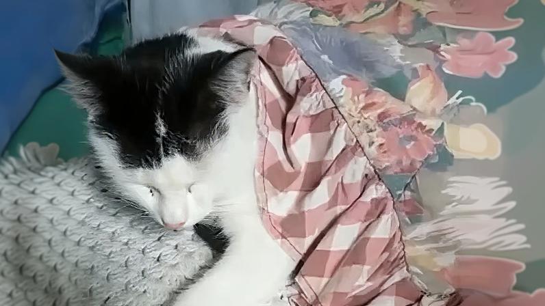 Gato se enrola em coberta para descansar e encanta a tutora