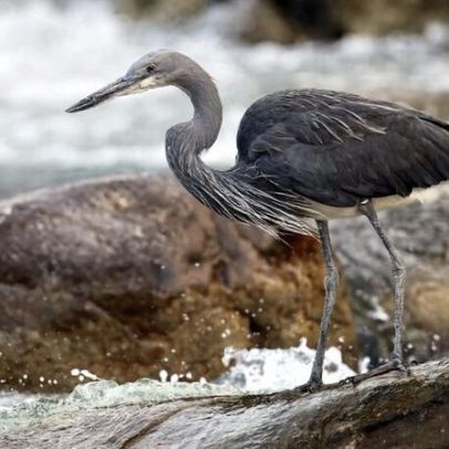 Defensores locais mantêm pesquisa sobre garça ameaçada em Mianmar instável