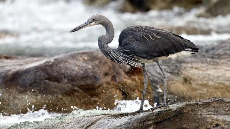 Defensores locais mantêm pesquisa sobre garça ameaçada em Mianmar instável