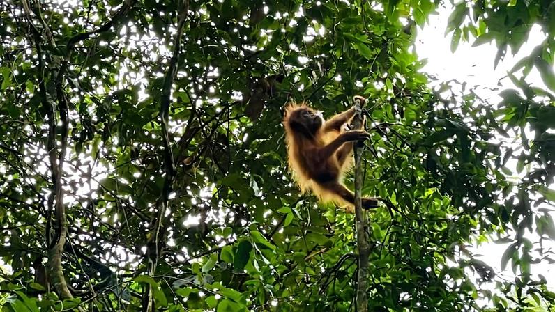 Juvenile Sumatran orangutans like this are highly sought by traffickers. Image courtesy of Onrizal Onrizal.