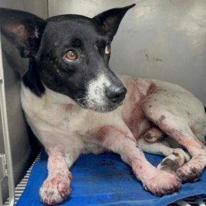 Cachorro é atingido por tiros no Morro do Turiaçu, Rio