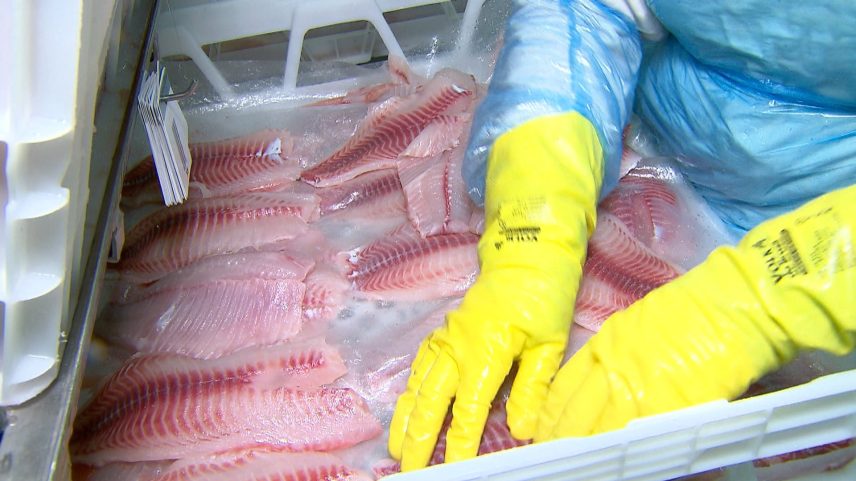 Filé de tilápia chega ao Brasil com valores entre R$ 25 e R$ 29 por quilo