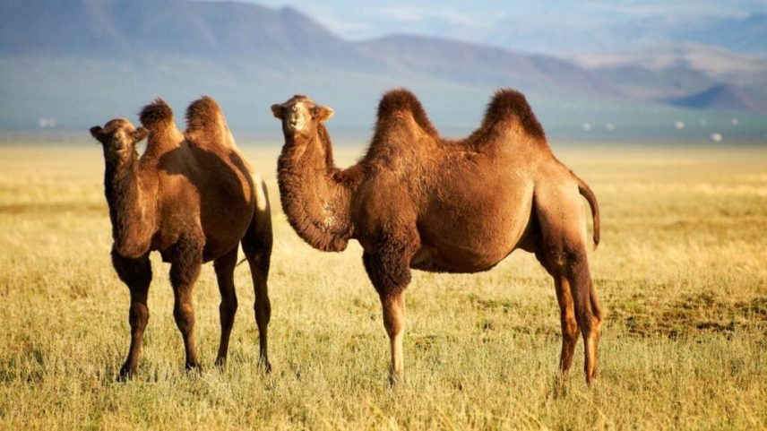 Camelo, mestre do deserto, sobrevive sem água e comida por meses