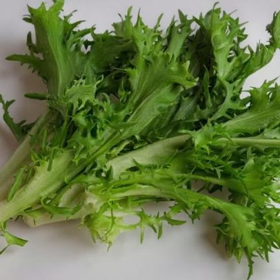 Escarola: benefícios à saúde e propriedades nutricionais
