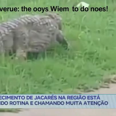 Aparecimento de jacarés em Búzios vira rotina e mobiliza moradores