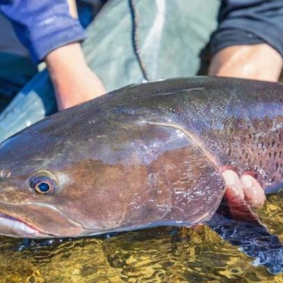 Colapso nos rios: 81% dos peixes migratórios desapareceram