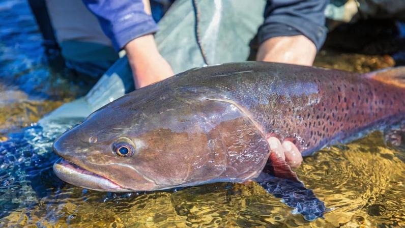 Colapso nos rios: 81% dos peixes migratórios desapareceram