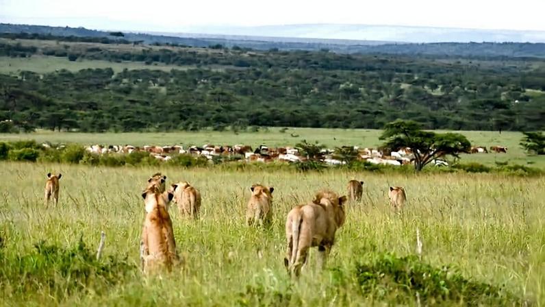 Lions. Image courtesy of Kasaine Sankan-Mara Predator Conservation Program.
