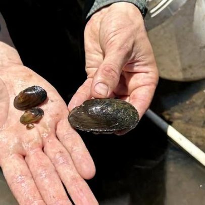 Barragens e habitats artificiais podem ganhar tempo para mexilhões ameaçados