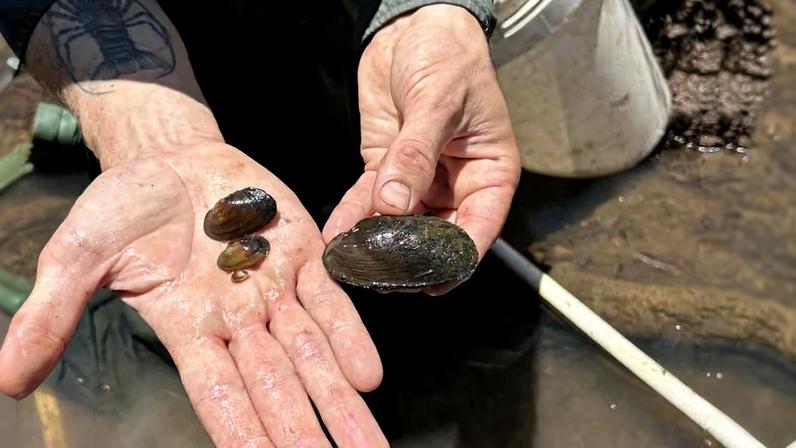 Carter’s freshwater mussels of different ages. Image courtesy of Murdoch University.