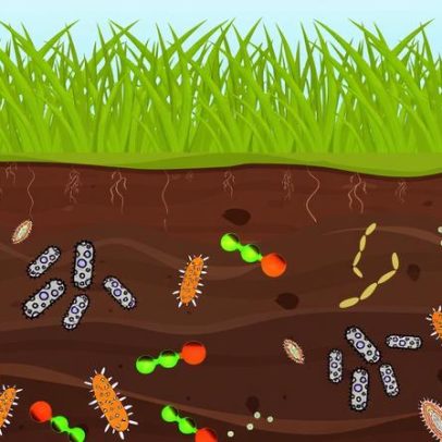 Óxido nitroso do fertilizante pode afetar bactérias do solo