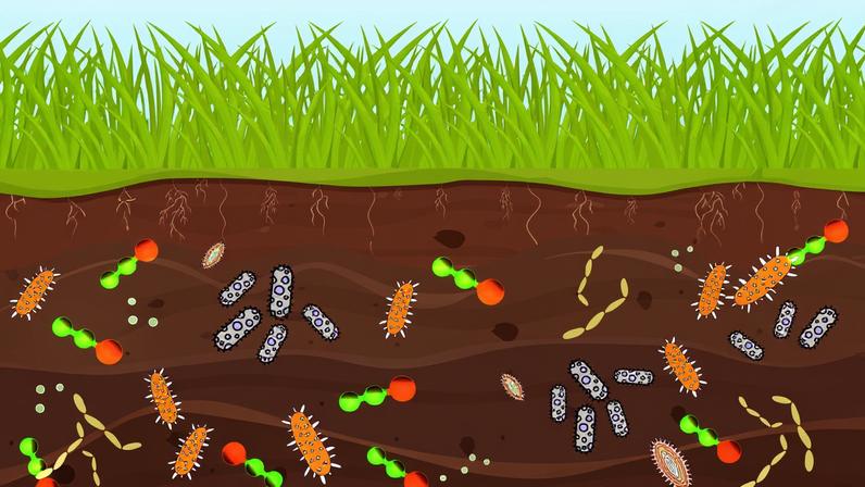 Nitrous oxide (orange and green molecules) produced at the plant root may harm certain soil bacteria, according to a new study — revealing a surprising ecological interaction that could potentially be leveraged to improve crop health.
