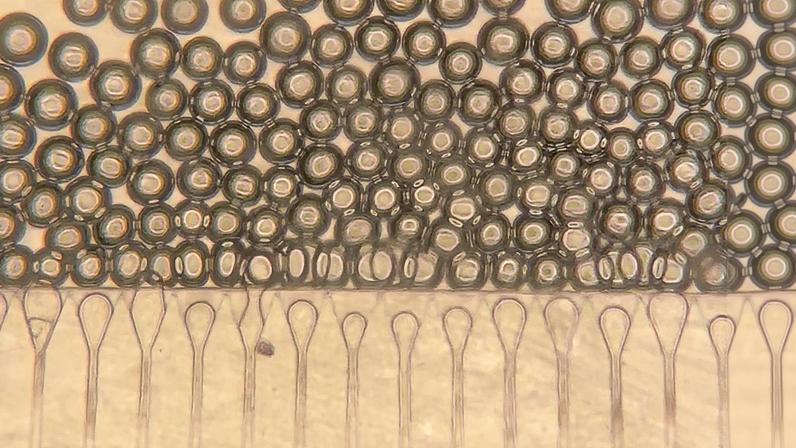 Researchers used a microfluidic device to generate hydrogel microspheres of uniform shape and size. These spheres are then mixed with hepatocytes and injected into the body, where they form stable mini livers.