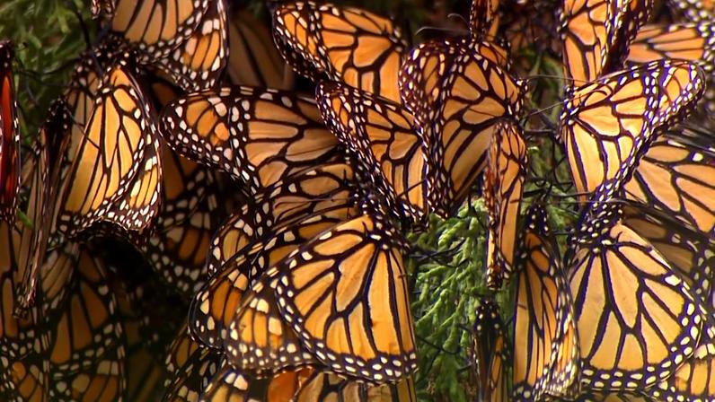 Ampliação de espécies ameaçadas exige cooperação internacional, diz especialista