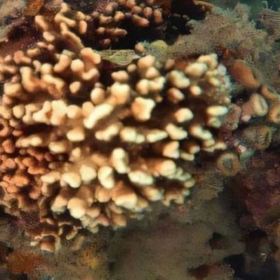 Corais de fogo no Brasil são afetados por ondas de calor