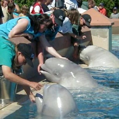 Belugas em parque temático canadense fechado podem encontrar novos lares nos EUA