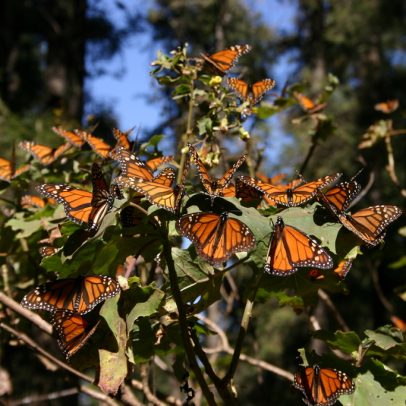 Populações de borboleta monarca do leste sobem em 2025, mas persistem desafios