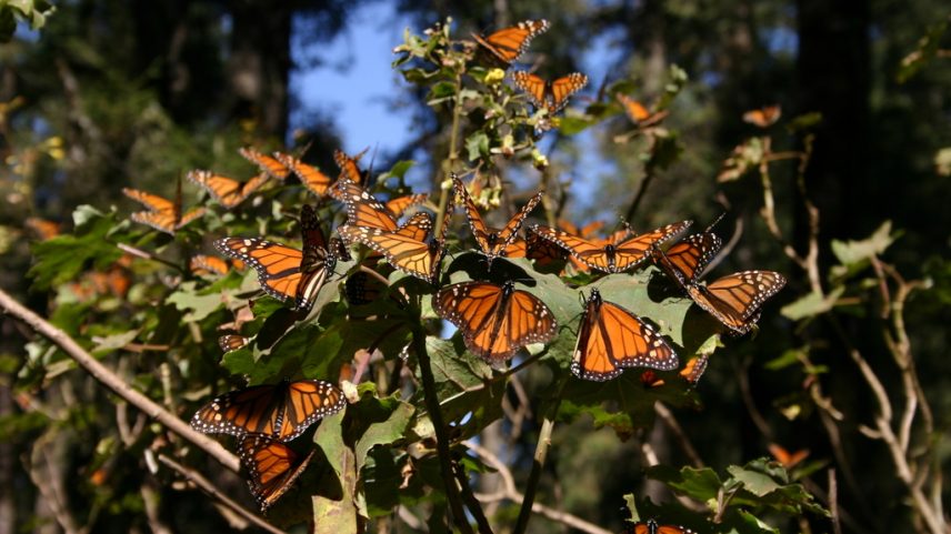 Populações de borboleta monarca do leste sobem em 2025, mas persistem desafios