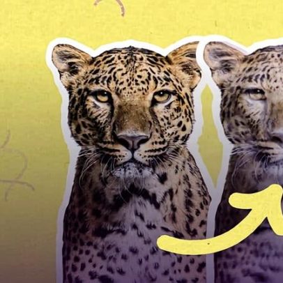 Jaguar em laboratório: clonagem pode ajudar a evitar a extinção