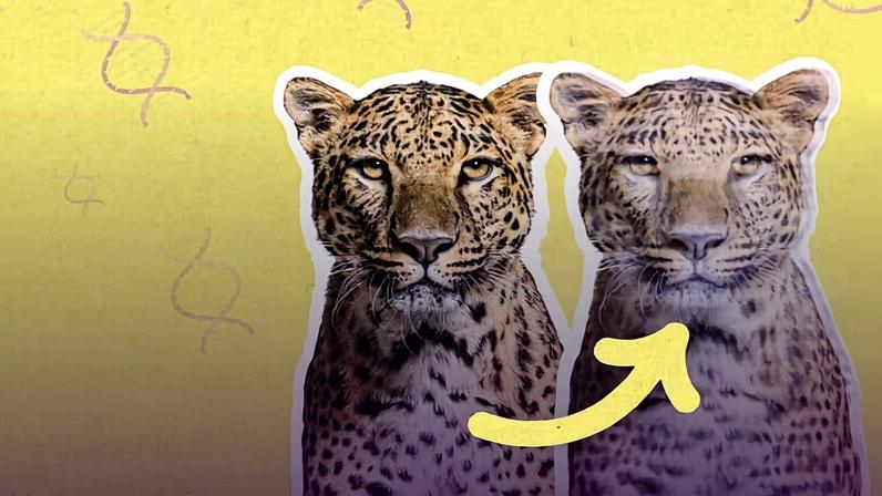 Jaguar em laboratório: clonagem pode ajudar a evitar a extinção