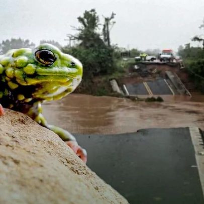 Em busca do sapinho que impediu a barragem