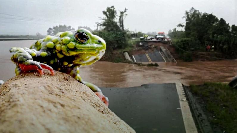 Em busca do sapinho que impediu a barragem