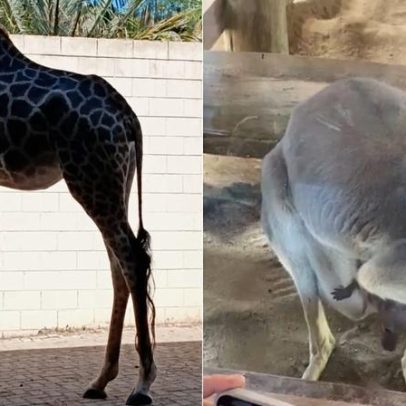 Filhote de girafa e canguru nascem em parque de SP; veja imagens