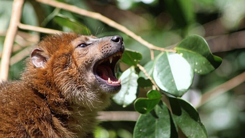 Goiaba invasiva domina florestas de Madagascar e lêmures ajudam