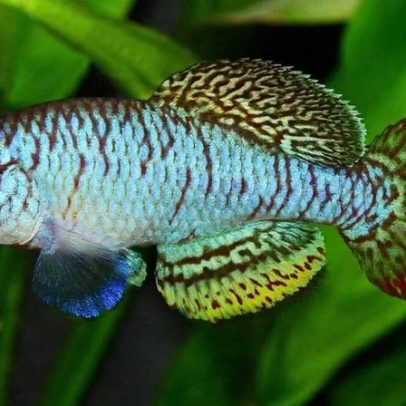 Um peixe por dia: mais de 300 espécies de água doce descritas em 2025