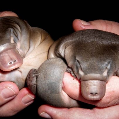 Ornitorrinco semiaquático apresenta melanossomos ocos inéditos em mamíferos