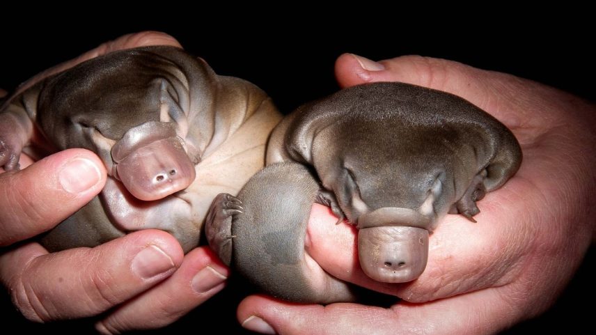 Ornitorrinco apresenta melanossomos ocos, característica inédita em mamíferos. (Imagem: Getty Images via Canva)