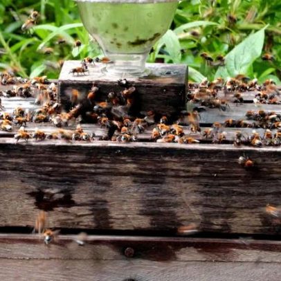 Criador de abelhas sem ferrão prova viabilidade de manter colmeias urbanas