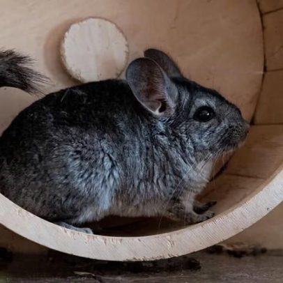 Chinchila: 10 curiosidades sobre o pequeno roedor