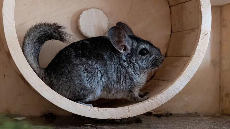 Chinchila: 10 curiosidades sobre esse pequeno roedor