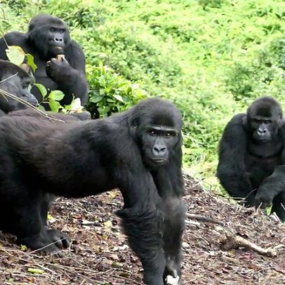 Dia Mundial do Rewilding: esperança para espécies e ecossistemas