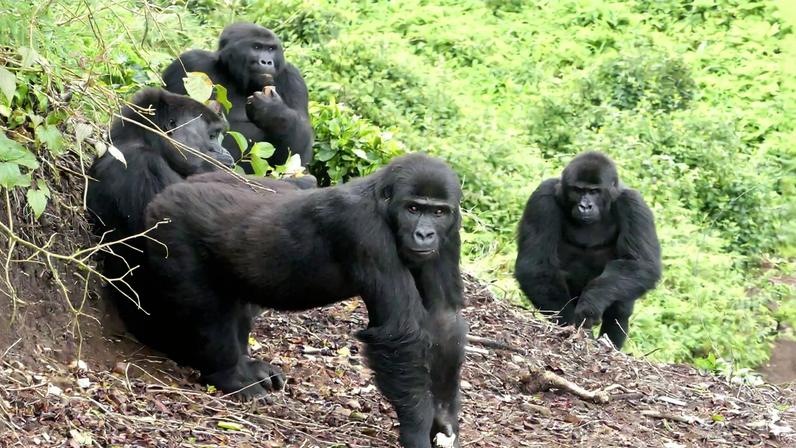 The four gorillas on the day they were reintroduced to Virunga National Park. Image courtesy of GRACE.