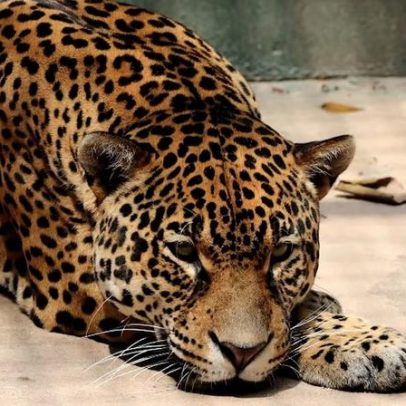Onça-pintada doa sangue a companheiro e auxilia no combate a doença crônica