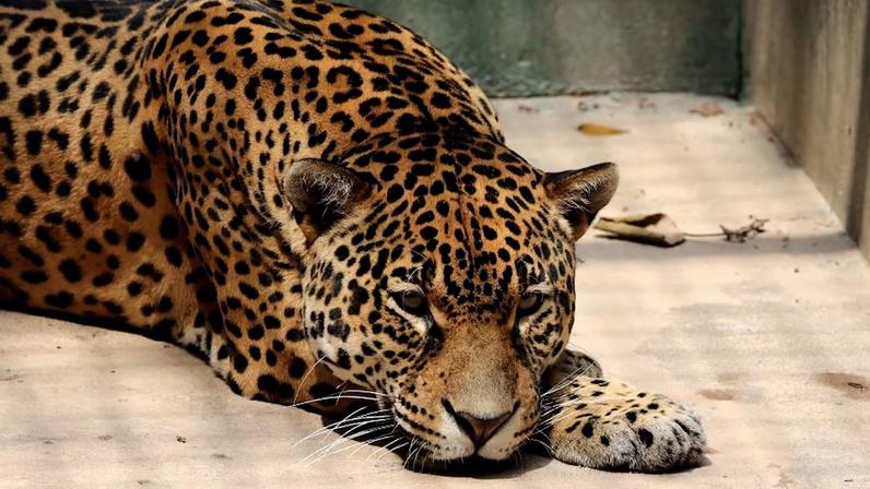 Felina Ruana salva amigo de espécie que luta contra doença renal crônica