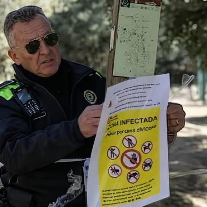 Barcelona fecha acessos Collserola após javali contaminado por peste suína