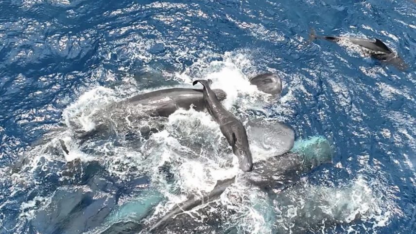 A baby whale being lifted from the water. Image courtesy of project CETI.