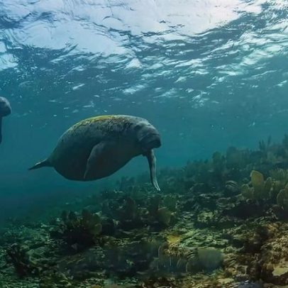 Dia do Peixe-Boi: gigantes gentis que protegem ecossistemas aquáticos