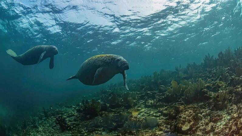 Dia do Peixe-Boi: gigantes gentis que protegem ecossistemas aquáticos
