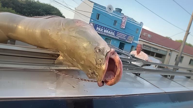 Pirarucu é pescado em rio da Bahia