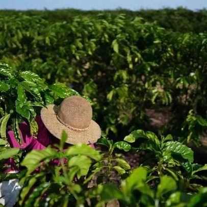 StoneX eleva safra de café do Brasil em 6,5% para mais de 75 milhões de sacas