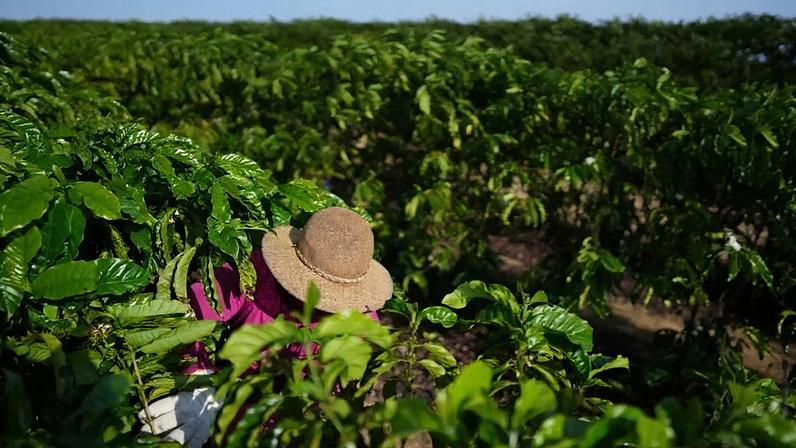 Plantação de café em Linhares (ES)