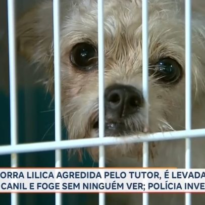 Cachorrinha resgatada de maus-tratos foge do CBIA em Ribeirão (SP)