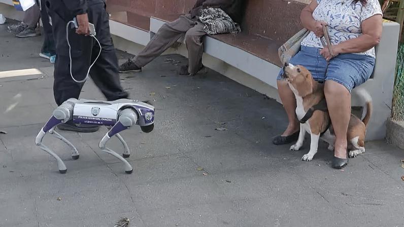 Cachorro robô encara cachorro de verdade em praça