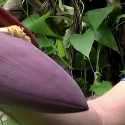 Coração da bananeira: o que é e para que serve