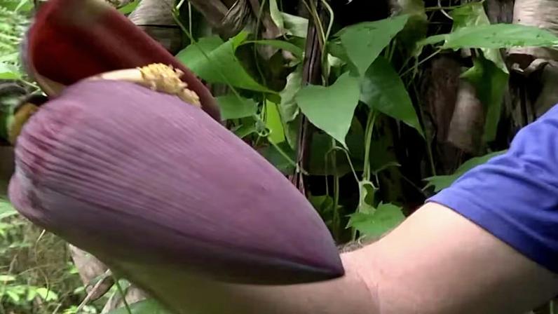 Coração da bananeira: o que é e para que serve