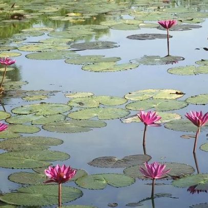 Vitória-régia, guardiã das águas da Amazônia e símbolo de conservação